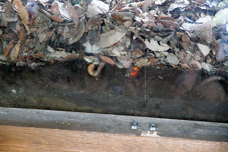 クワガタの産卵場として整備されたエリア。一角は地中が見られるようになっていて、実際にカブトムシの幼虫やさなぎを見ることができました