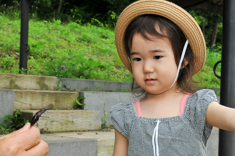 初めて見るクワガタに和奏ちょっと緊張？