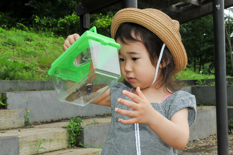 かごに入れてもらったクワガタに興味津々