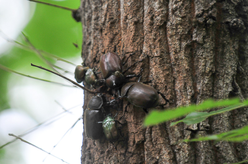 ほかにもカブトムシやカナブンが集まっている木もありました