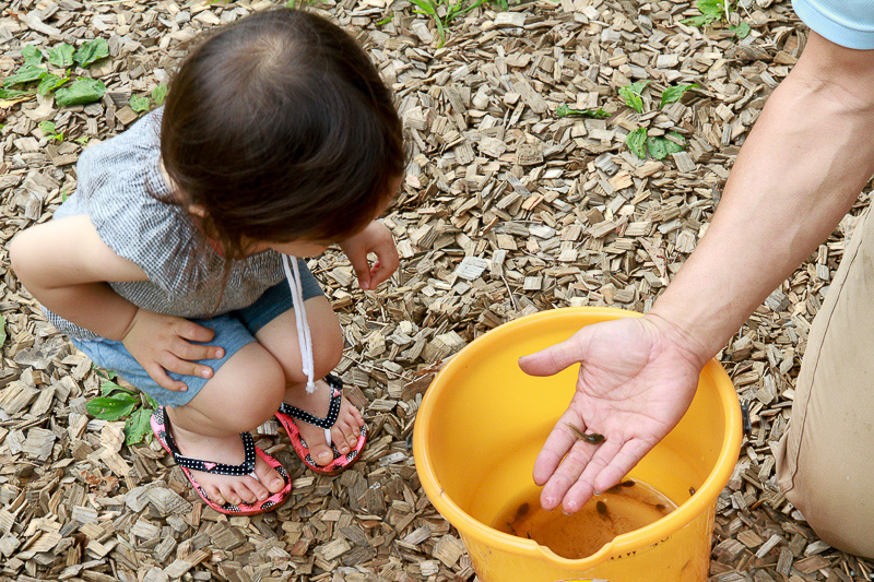 中には足の生えたオタマジャクシも