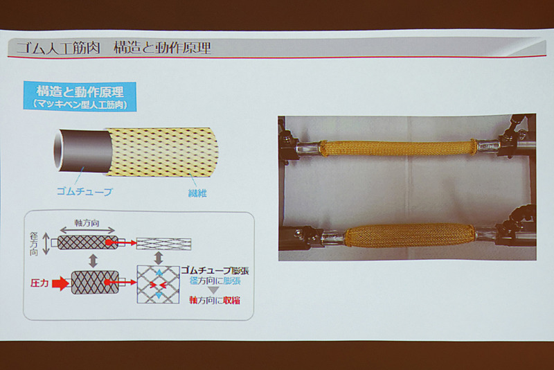 空気圧で収縮するマッキベン型人工筋肉としている