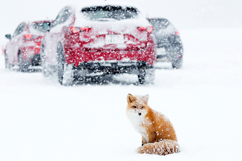マツダ剣淵試験場に行くと必ず見かけるキタキツネ。試験場のアイドルとなっていた