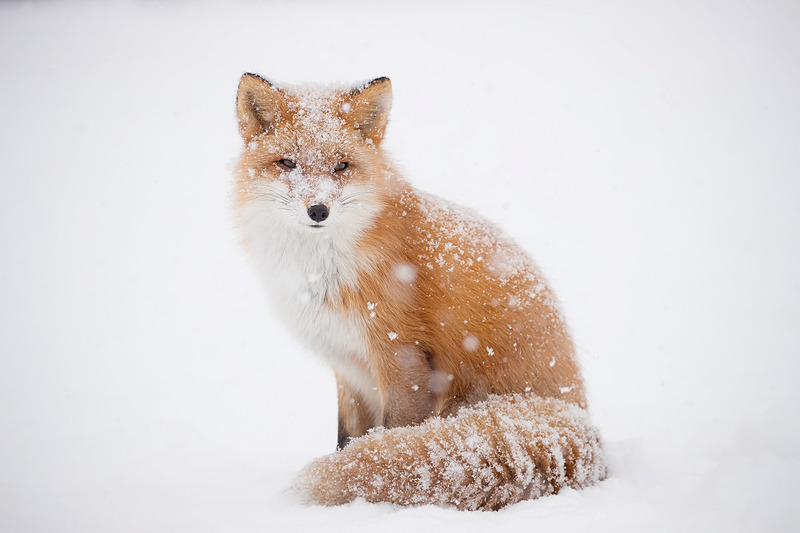 可愛いのでもう1枚