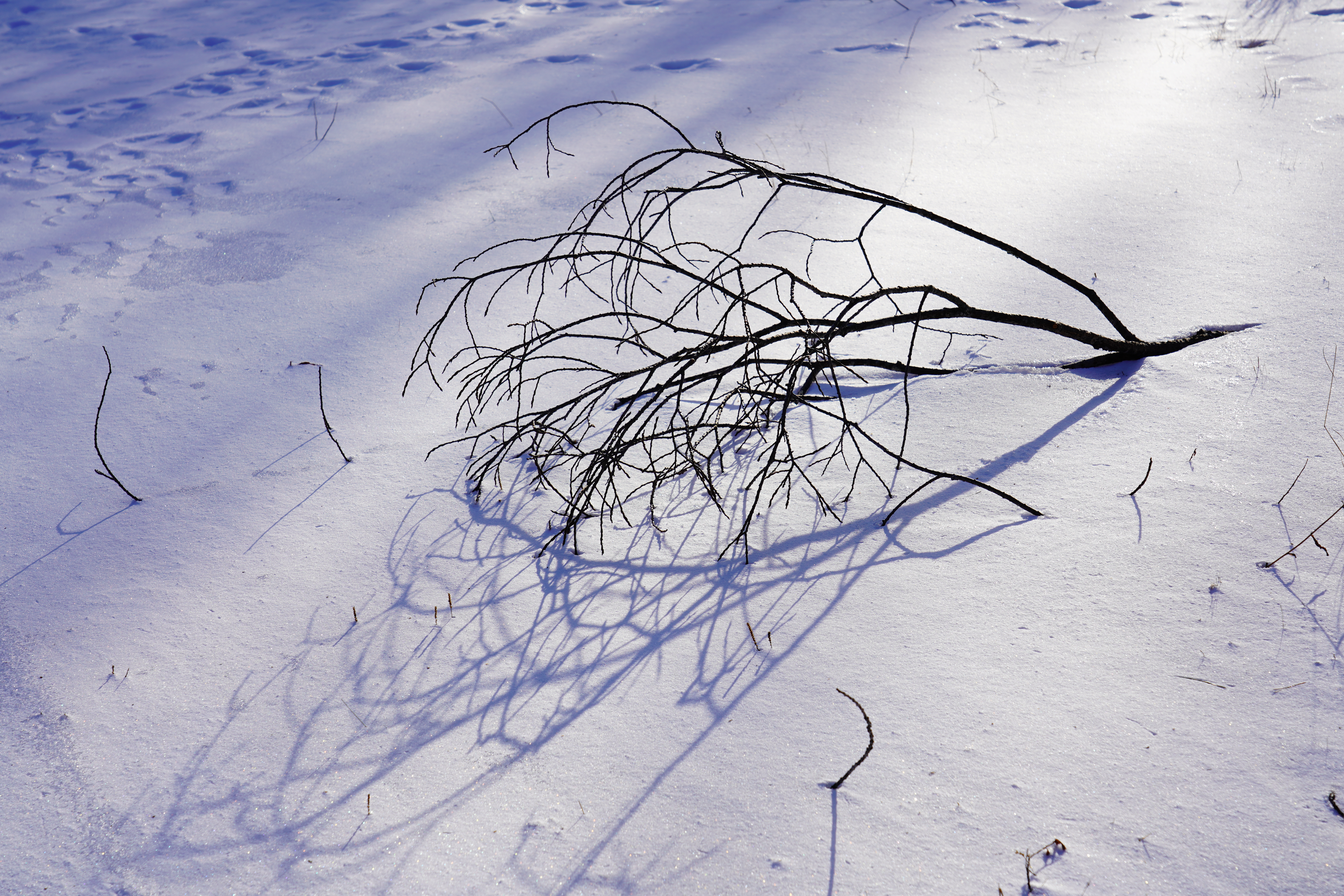 【作例】少し凍りかけた残雪に落ちた枯れ枝の影がフォトジェニックだったので、逆光気味でパチリ。コントラストを高めに設定したのでちょっと硬調な仕上がりに。撮影データ/ソニーα7R III FE24-105mm F4 G OSS（70mm域） 絞り優先オート F9 1/250秒 +0.3EV ISO100 WB：AUTO（ホワイト優先） クリエイティブスタイル：風景