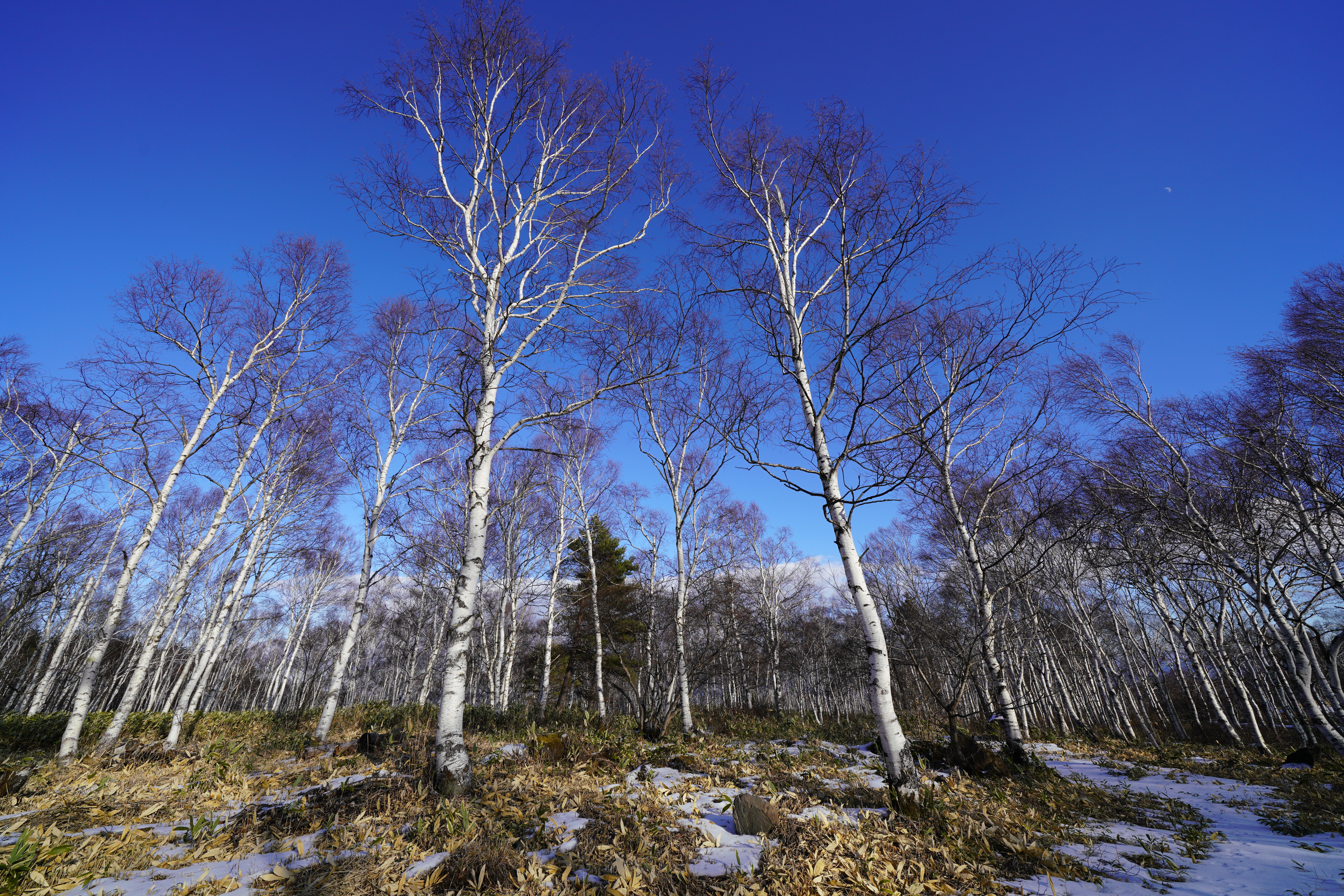 【作例】白樺の枝に着雪しているところを撮りたいところだが、まあ、スタッドレスタイヤの性能を調べるためにちょっと寄っただけ。でも、一応撮らずにはいられないのは悲しい性……。撮影データ/ソニーα7R III FE12-24mm F4（13mm域） 絞り優先オート F7.1 1/400秒 ISO200 WB：AUTO（ホワイト優先） クリエイティブスタイル：風景