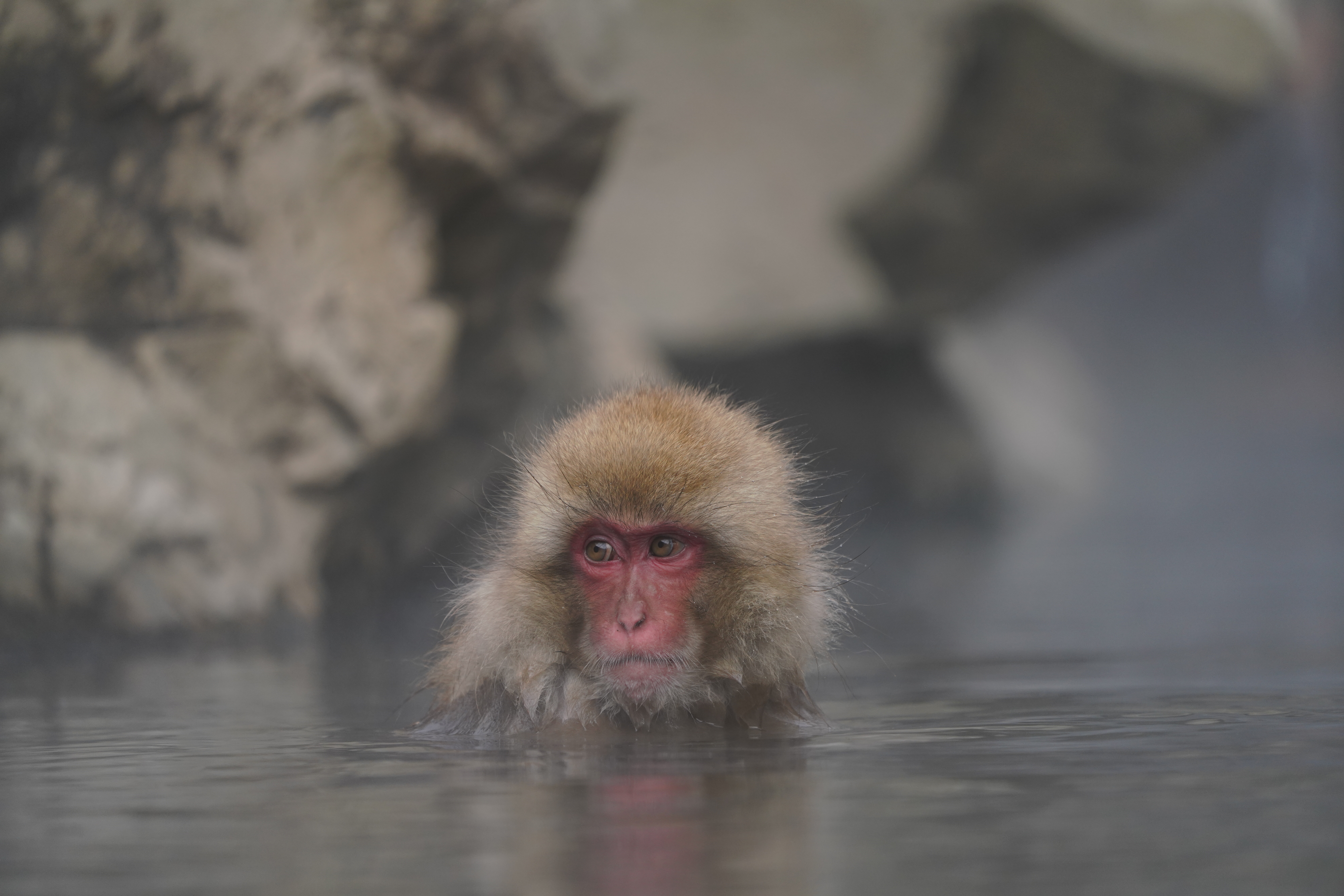 【作例】初日に撮影した温泉に入るお猿さん。ただ、あまり気持ちよさそうではなく少し険しげな面持ち。雪も降っていないので、ボクが撮りたかった温泉スノーモンキーとはちょっと違う。撮影データ/ソニーα7R III FE100-400mm F4.5-5.6 GM OSS（400mm域） シャッタースピード優先オート F5.6 1/400秒 ISO800 WB：AUTO（ホワイト優先） クリエイティブスタイル：スタンダード