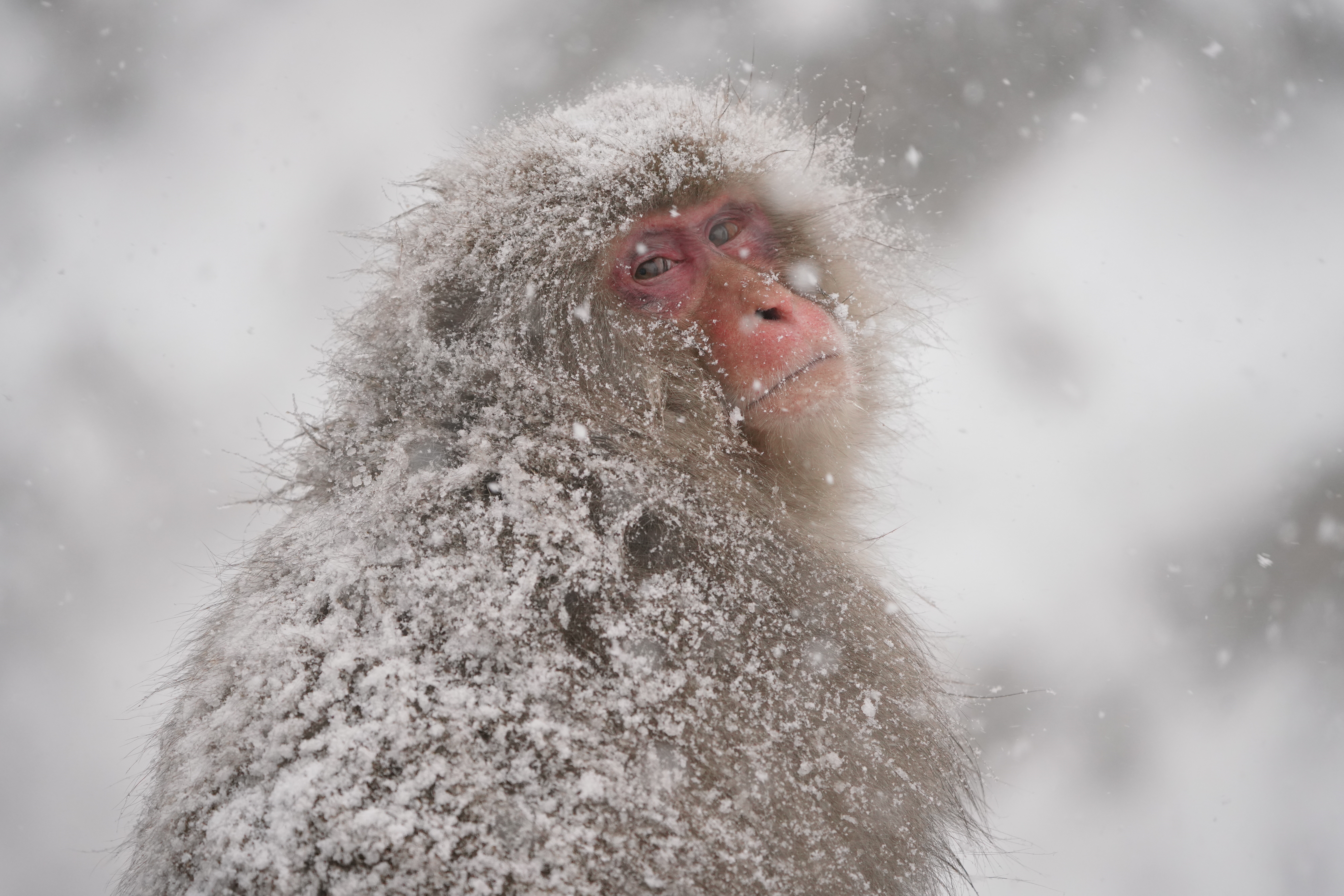 【作例】これ以降は2日目。雪が降りしきる中、温泉の脇でじっと寒さに耐えるスノーモンキー。撮っているこっちもそれ以上に寒いんだけどね。撮影データ/ソニーα7R III FE100-400mm F4.5-5.6 GM OSS（226mm域） シャッタースピード優先オート F5.6 1/800秒 ISO1600 WB：AUTO（ホワイト優先） クリエイティブスタイル：ライト