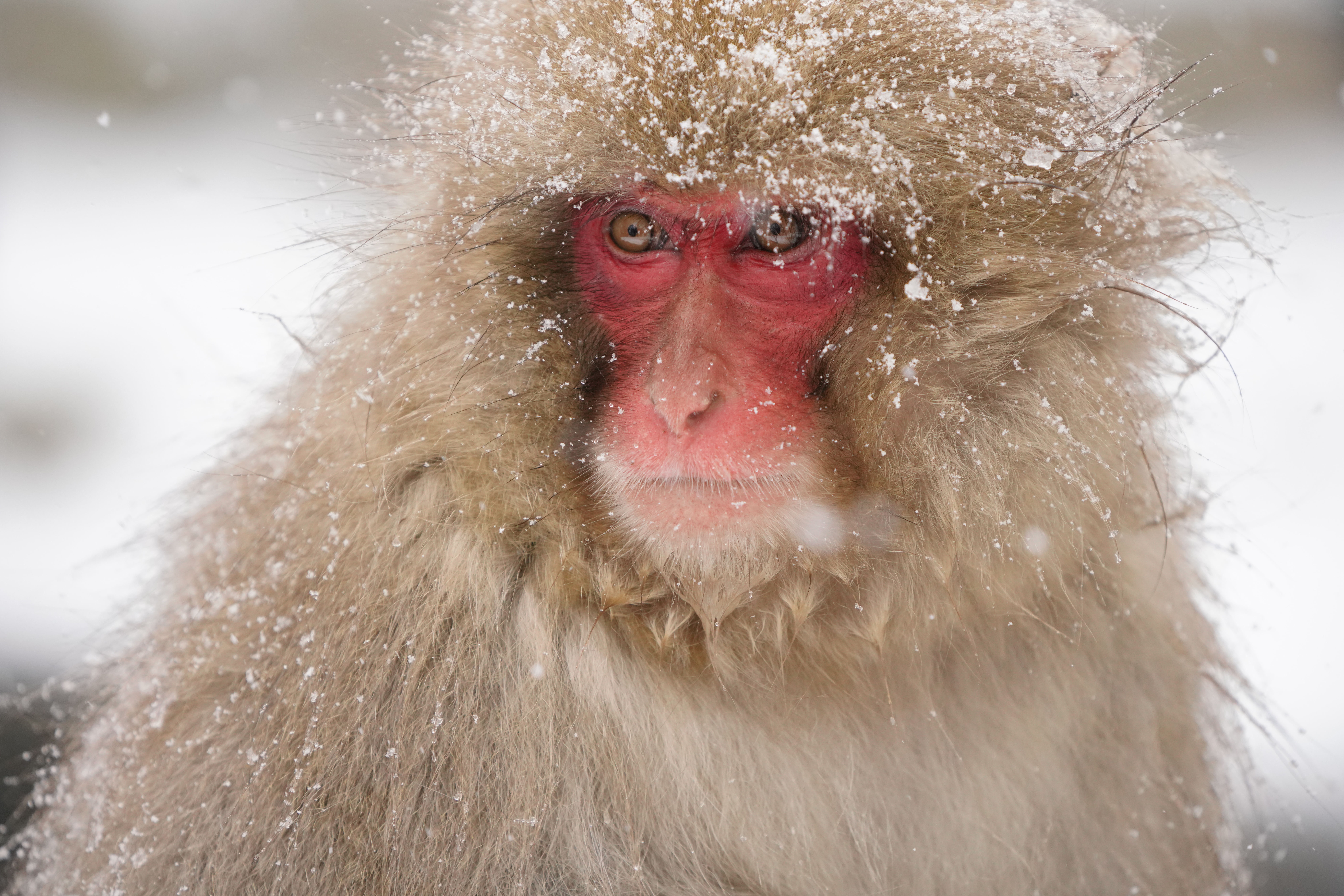 【作例】彫りが深く、シブい表情のお猿さん。手前の毛並みに引きずられて、もっとも小さい測距点にしてもなかなか目にピントが来なくて苦労。さすがに瞳AFは効かなかった。撮影データ/ソニーα7R III FE100-400mm F4.5-5.6 GM OSS（321mm域） シャッタースピード優先オート F5.6 1/1000秒 ISO2000 WB：AUTO（ホワイト優先） クリエイティブスタイル：ライト