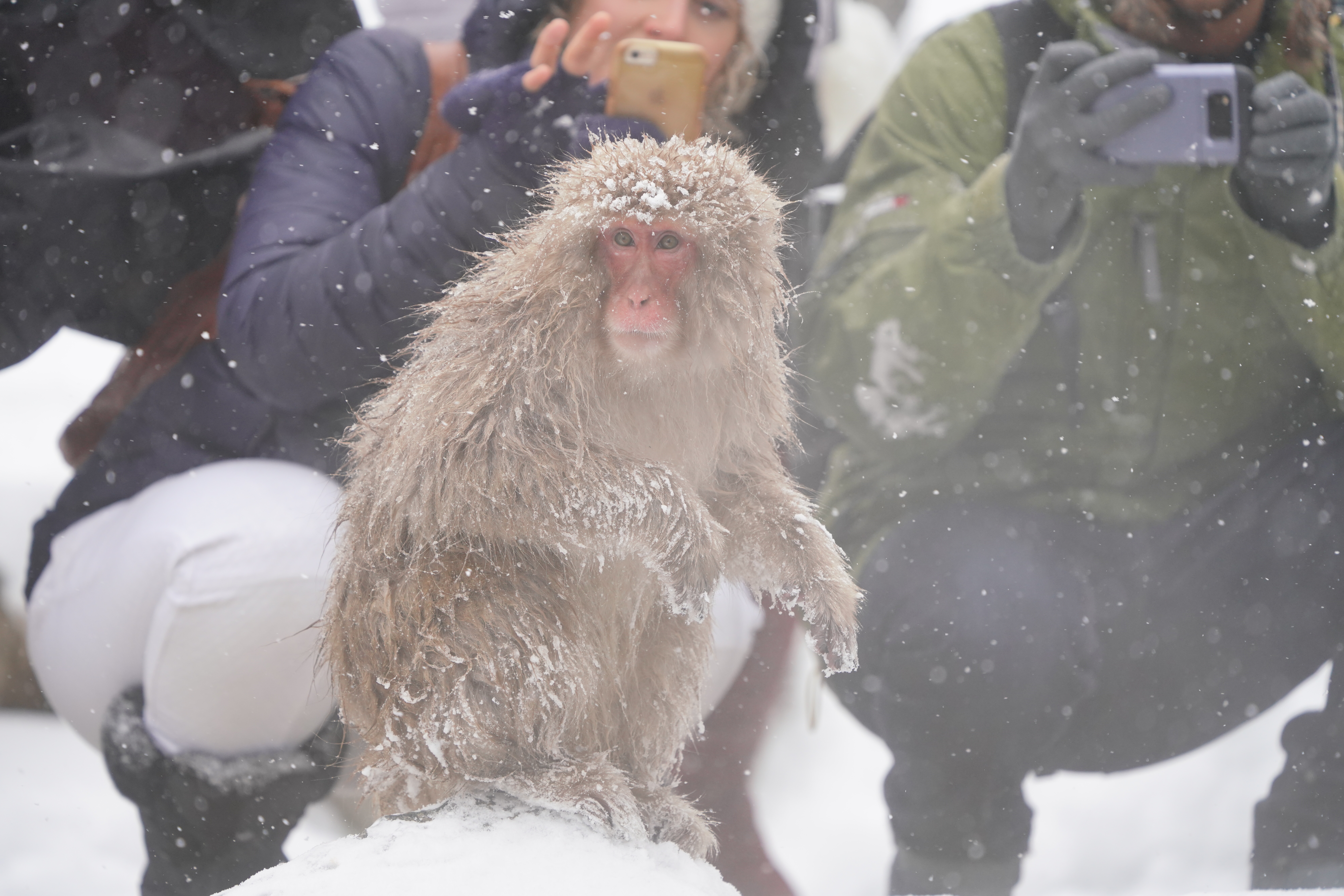 【作例】地獄谷野猿公苑のお猿さんは人間に無関心。単にじゃまな石ころのように観光客の間をするする避けて移動する。カメラを向けられてもほとんど動じずマイペースだ。撮影データ/ソニーα7R III FE100-400mm F4.5-5.6 GM OSS（291mm域） シャッタースピード優先オート F5.6 1/1000秒 ISO800 WB：AUTO（ホワイト優先） クリエイティブスタイル：ライト