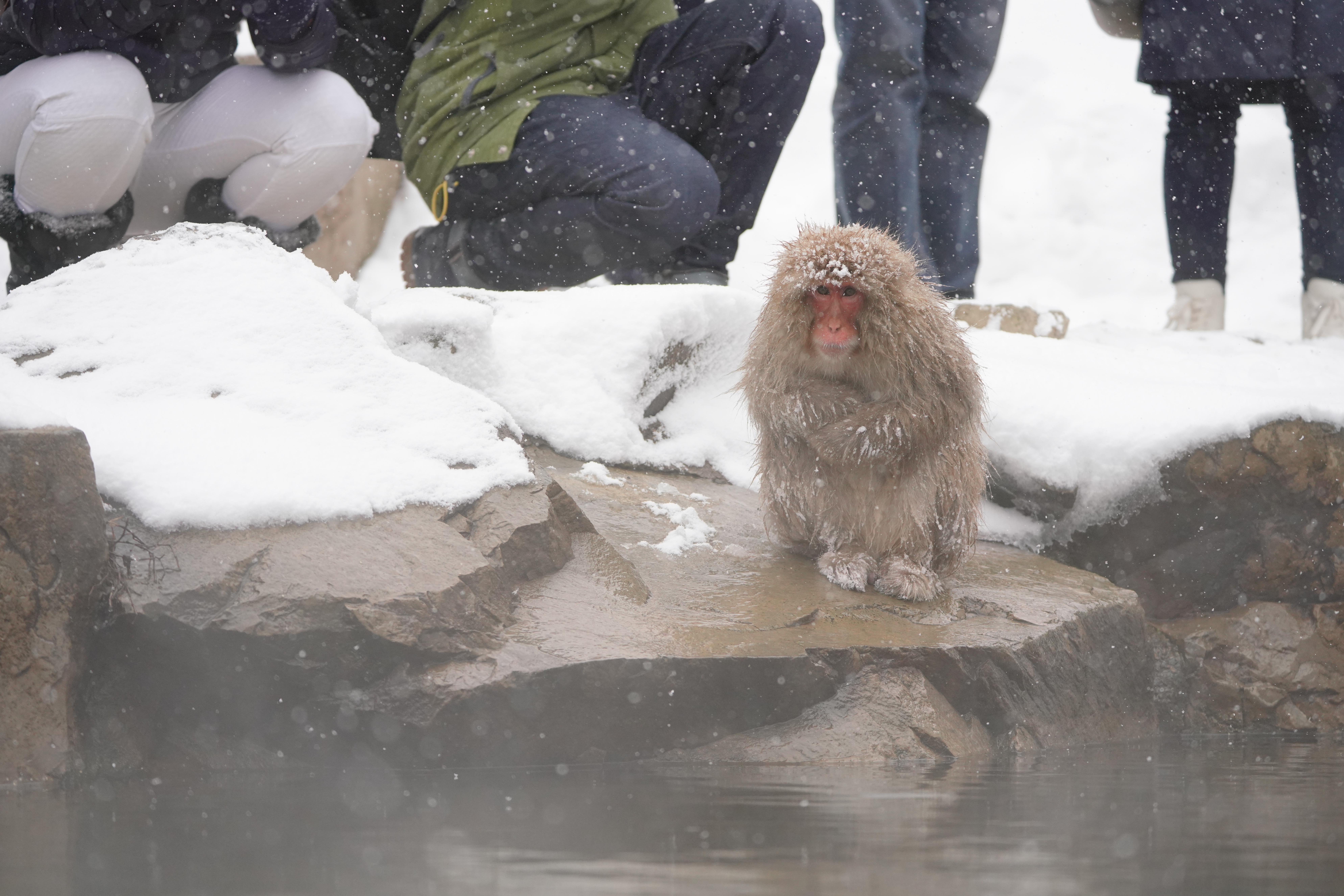 【作例】観光客との距離はこれくらい。手前のお猿さんを撮るなら標準ズームでも十分アップで撮れるほど。奥のお猿さんを狙わないのなら70-200mmズームでも大丈夫。撮影データ/ソニーα7R III FE100-400mm F4.5-5.6 GM OSS（162mm域） シャッタースピード優先オート F5.0 1/1600秒 ISO1000 WB：AUTO（ホワイト優先） クリエイティブスタイル：ライト