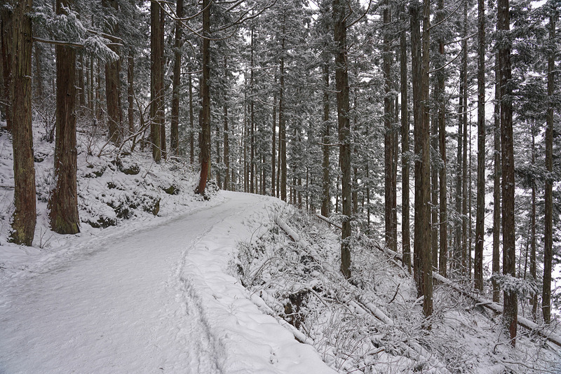 駐車場側の遊歩道入り口から地獄谷野猿公苑まで約1.6Km。入り口から遊歩道へは少し階段があるが、その先は平坦な遊歩道で、雪が降っていればモノクロの雪景色が楽しめる