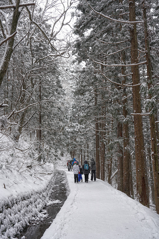 雪が樹木の葉っぱに積もって、なかなかの絶景だ。ただ、あまりに大雪になると遊歩道の除雪が間に合わなかったり、ドドーンと樹木からの落雪があるので注意