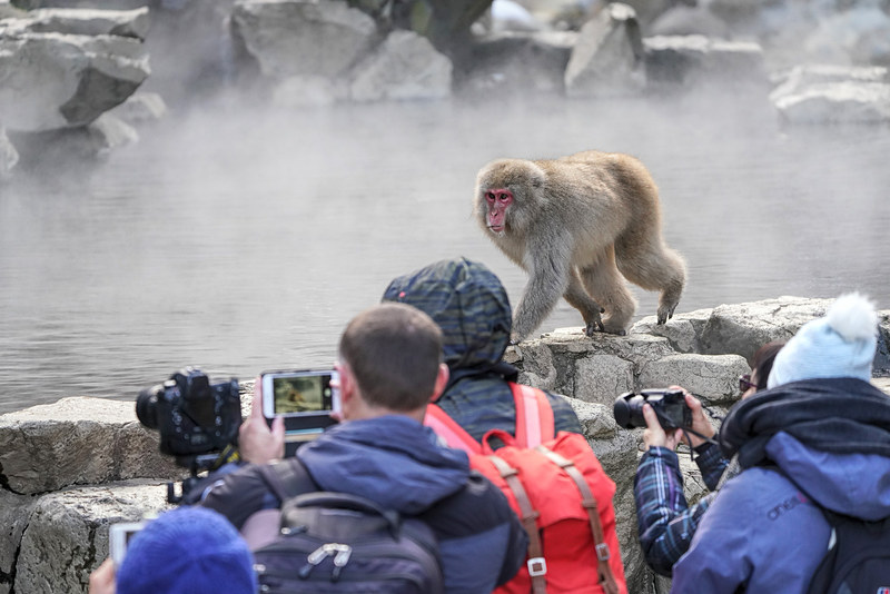 猿が入る温泉の周りは観光客がいっぱい。ただ、この2日間はほとんど猿が温泉に入らず、温泉の縁で歩き回ったり休んだり。これは初日の写真