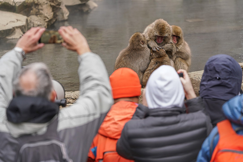これも初日に撮影したカット。雪がほとんどなく、温泉にも入らないのは残念だが、これだけ至近距離で野生のお猿さんたちを観察できるのは希少な体験だ