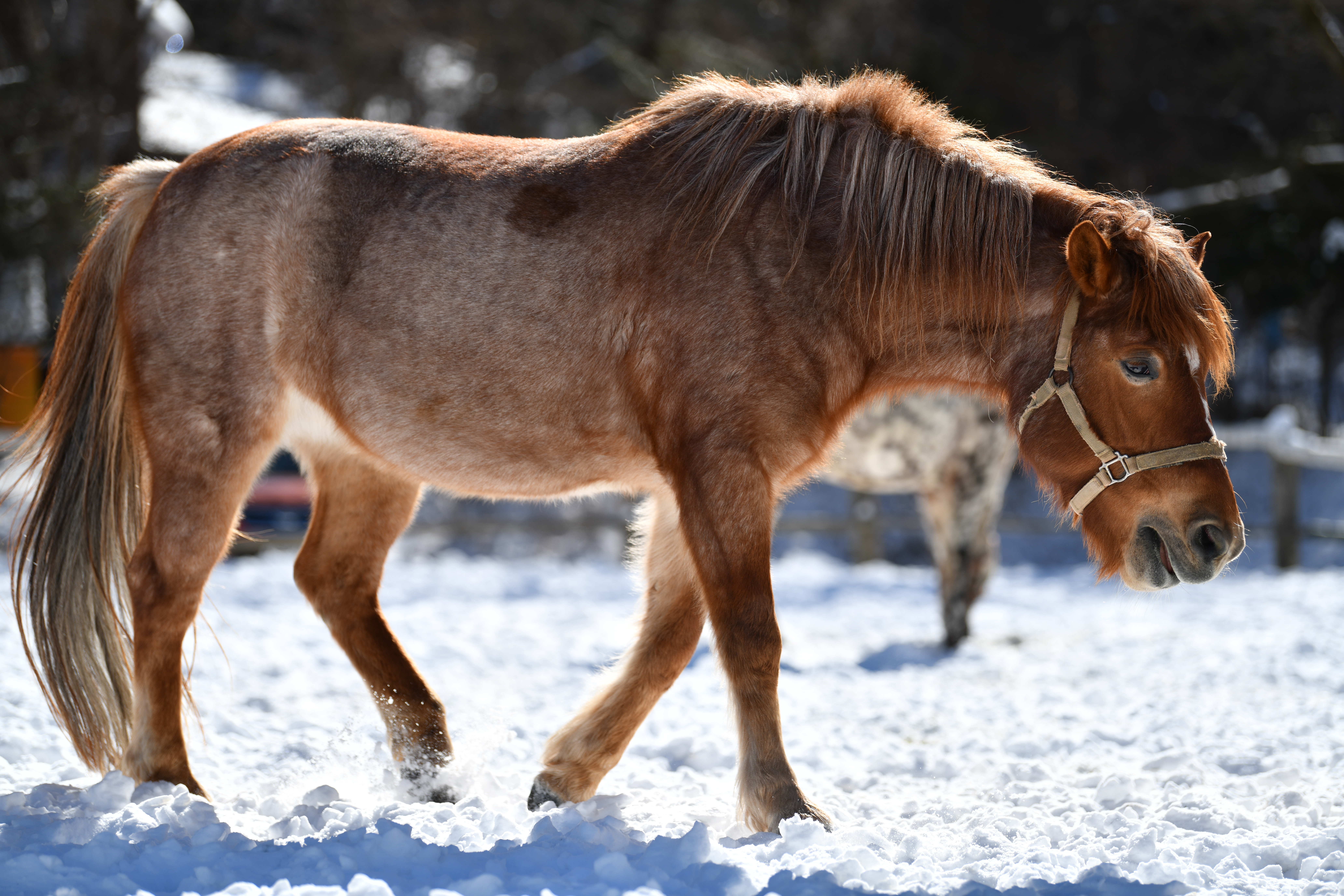 【作例】動く被写体を撮影する際は、選択した測距点に狙った被写体を確実に捉えるのが基本。ニコン D850の場合、グループエリアAFで狙うのが楽だ。雪レフ効果でキャッチライトが入っていて、雪原に自分の影が映り込んでいるのがハッキリ分かるほどの高解像描写だ<br>撮影データ/ニコン D850 AF-S NIKKOR 70-200mm F2.8E FL ED VR(135mm域)シャッター優先オート F2.8 1/1600秒 +0.7EV補正 ISOオート(ISO140)WB:自然光オート ピクチャーコントロール:スタンダード