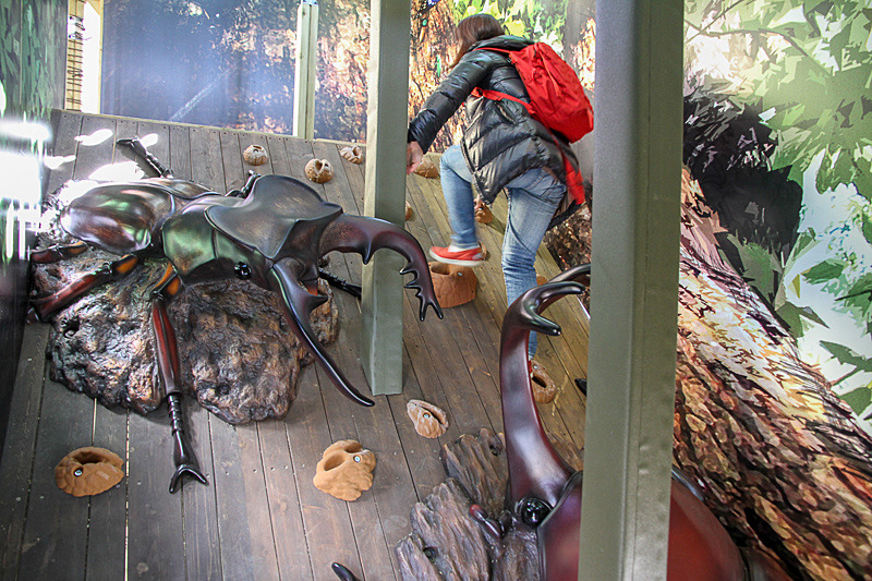 カブトムシとクワガタが戦っている横を登って……