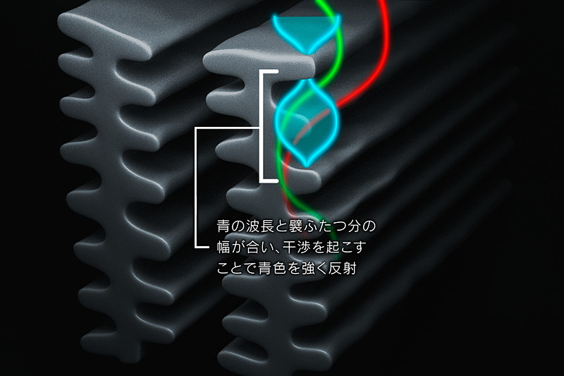 「世界で一番美しい蝶」とも呼ばれるモルフォ蝶。光の特定の波長だけを反射・強調する特殊な構造を羽に持っており、ストラクチュラルブルーでは15年の開発期間を経てこの構造を再現した