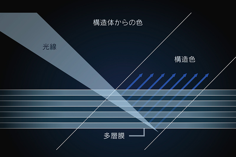 「世界で一番美しい蝶」とも呼ばれるモルフォ蝶。光の特定の波長だけを反射・強調する特殊な構造を羽に持っており、ストラクチュラルブルーでは15年の開発期間を経てこの構造を再現した