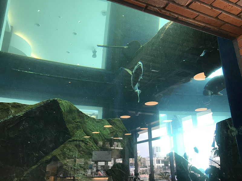 K'S HARBORにある高さ8.5mという巨大水槽は迫力満点。サメやエイ、タイなどが悠々と泳いでいます