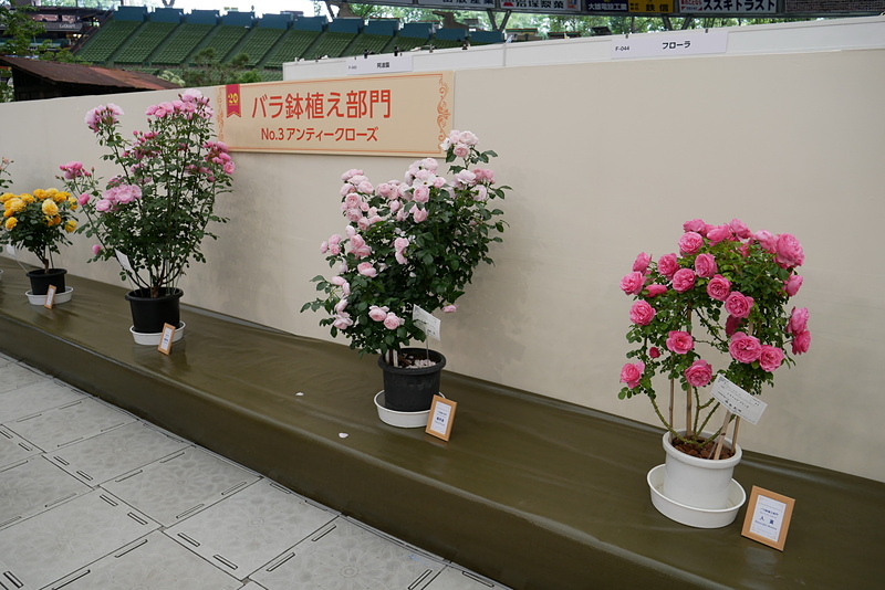 第20回国際バラとガーデニングショウは、埼玉県所沢市のメットライフドームで開催