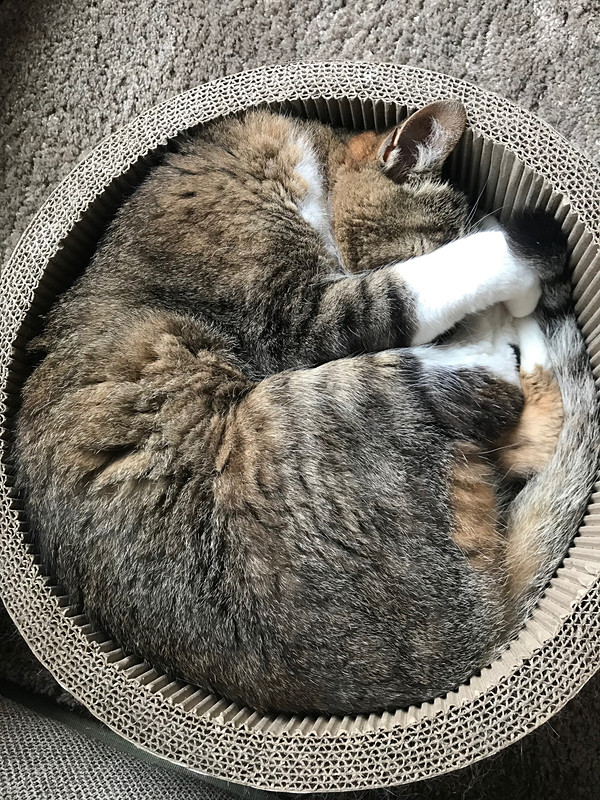 ネコ鍋になる「サスケ」