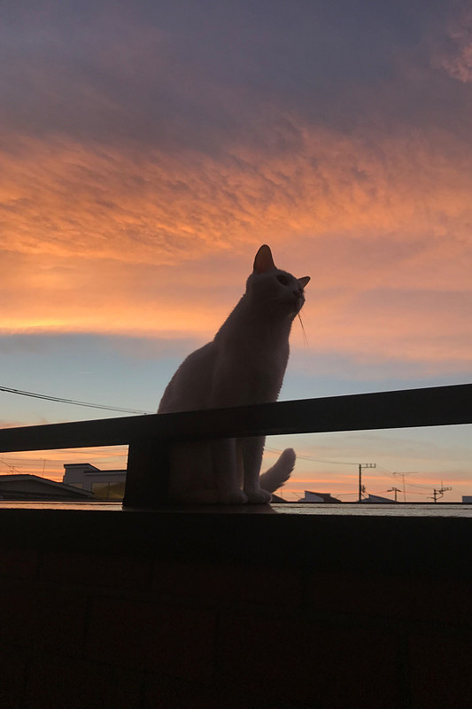 哀愁漂う夕焼けに染まるトバ