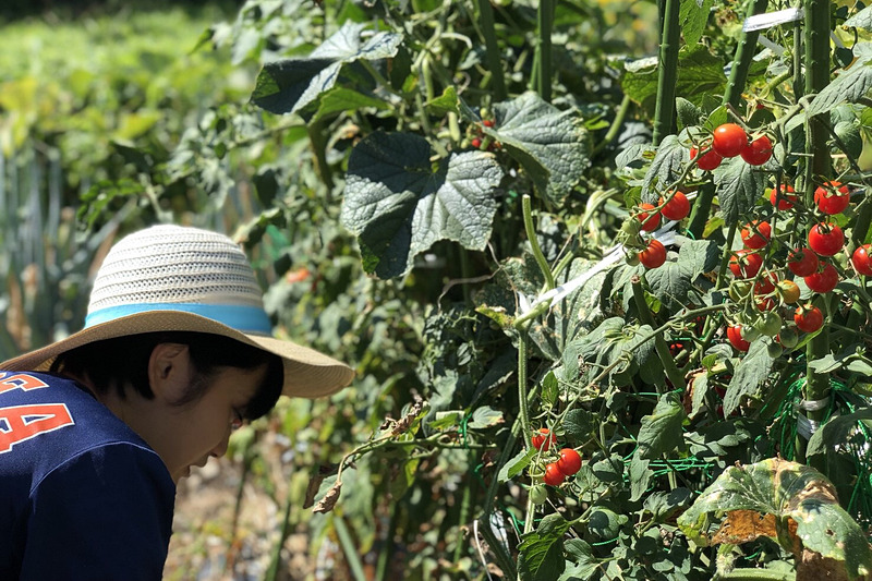 大豊作のプチトマトを真剣な表情で収穫する姪っ子。普段は父1人じゃ採り切れないので、助っ人登場で大助かりの様子です