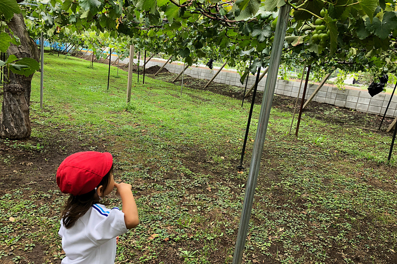初めて見たぶどう棚に、釘付けになっていた娘。大人にはちょっと低いので歩くのが大変ですが、子供にとっては頭上一面のぶどうという夢のような空間ですね。3歳にして、ぶどうはこうやって育つんだ、という姿を見せてあげられてよかったなと思います