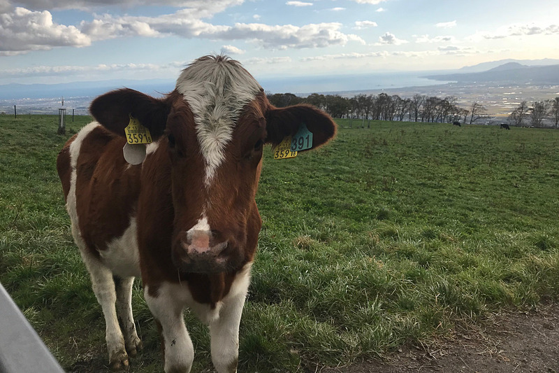 城岱牧場で出会った人懐こい乳牛