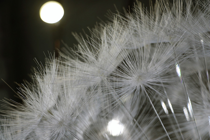 「TANPOPO」は241の綿毛でできており、その1つの綿毛に“毛”が360本生えている。この1本1本が3Dプリンターで作られた。実は直径1m以上あるが、重さは1kgだ