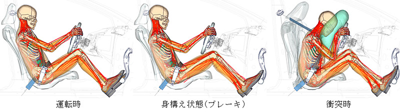 THUMS Version 6 身構え状態（ブレーキ）