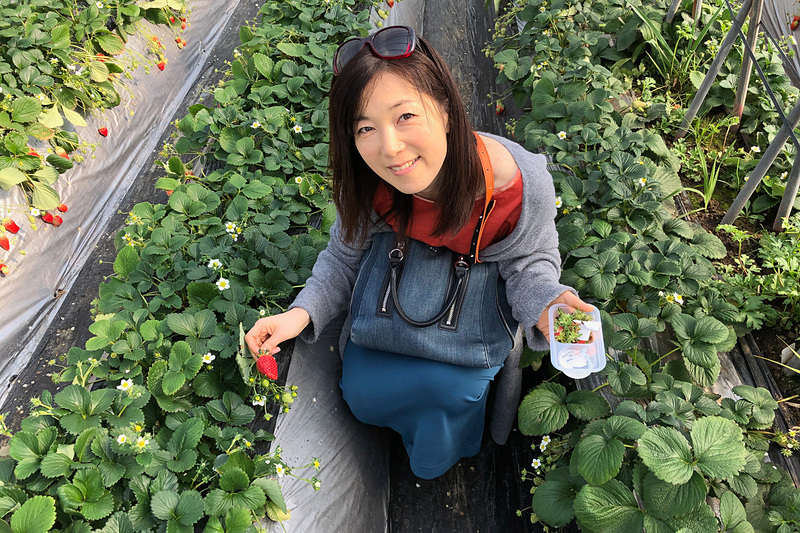 有名な「紅ほっぺ」や「章姫」に加えて、千葉県ならではの「チーバベリー」、珍しい白いイチゴの「ホワイトエンジェル」など、5～6品種が40分食べ放題の「鈴木苺園」。フレンドリーな対応に、子供たちものびのびとイチゴ狩りを楽しんでいました