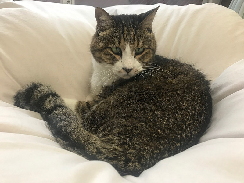 先日、わが家の愛猫「サスケ」がいなくなった……