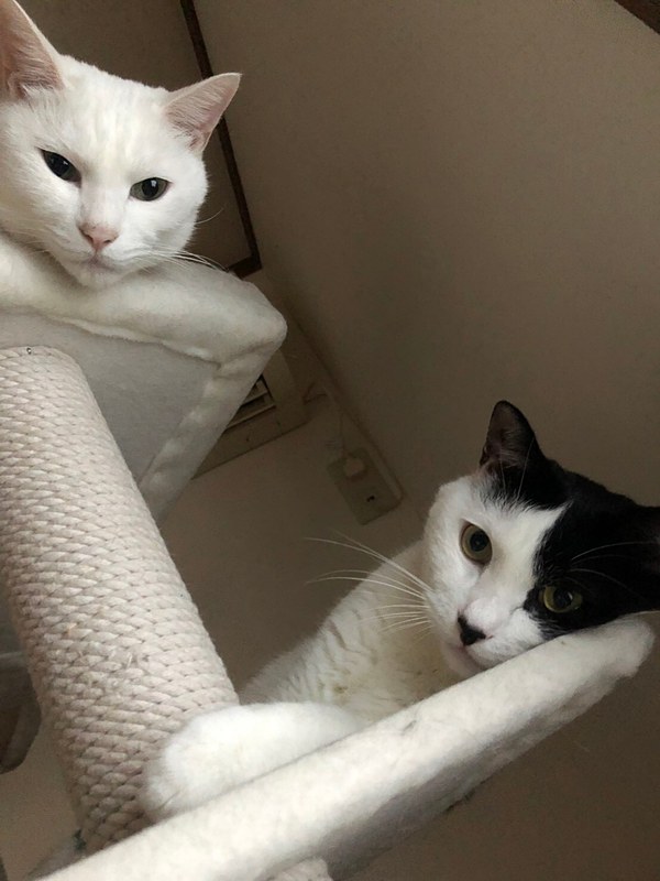 娘が飼っているネコ、トバとタイガーがサスケを探し出してきた