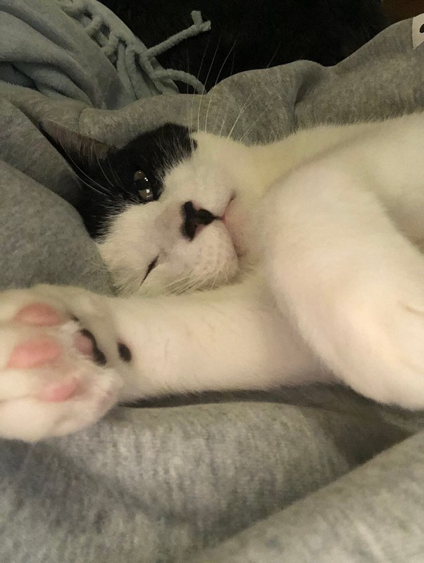 白と黒のブチネコが「タイガー」