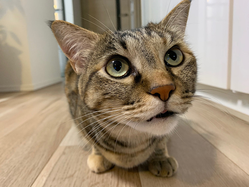 私に御用？　というウメ