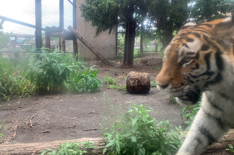 こちらはユキヒョウ（？）ではなく、なんとなく手持ち無沙汰に見えたトラ