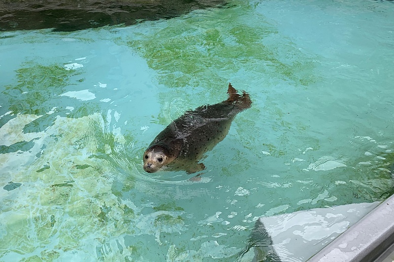 気持ちよさそうなアザラシ