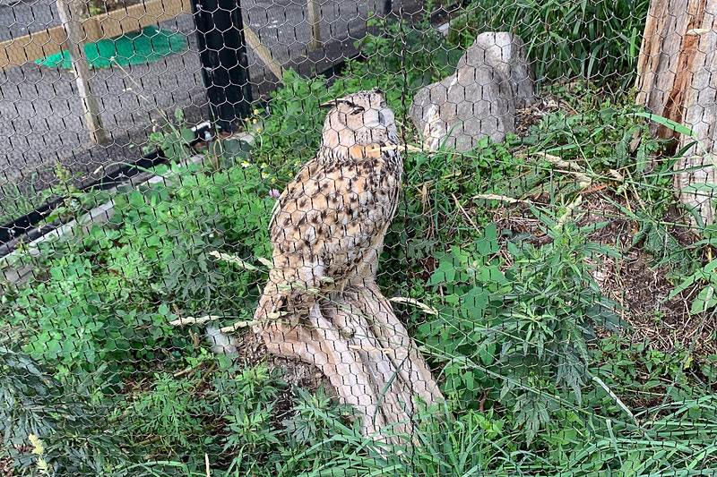 いつも後ろを向いていて、どっちが前だか分からないシマフクロウ