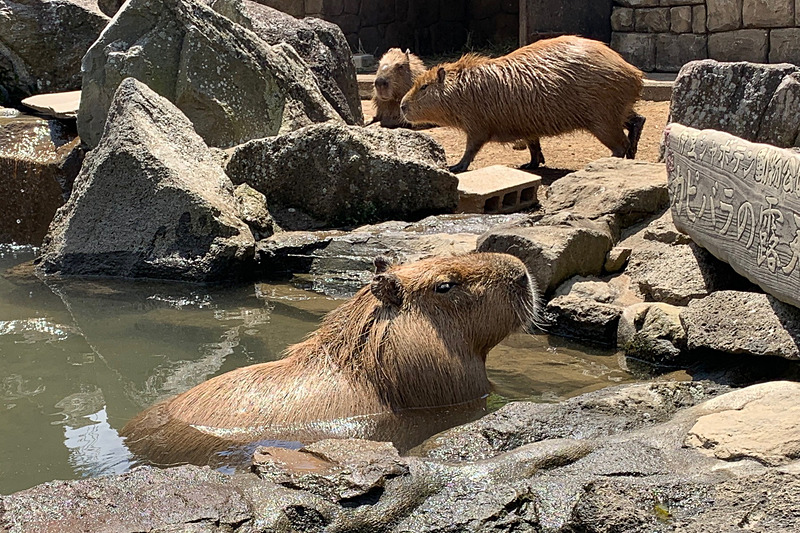 温泉に入るカピバラ