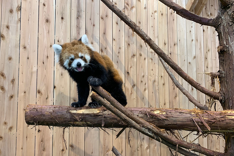 人気者のレッサーパンダ
