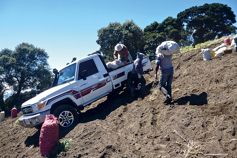 コスタリカのニンジン収穫風景