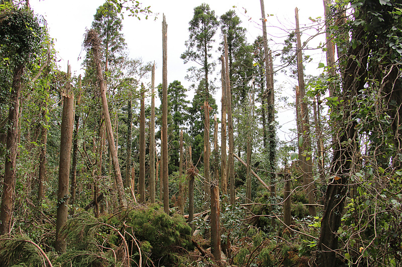 市川園の停電の原因になったと思われる倒木のあった杉林
