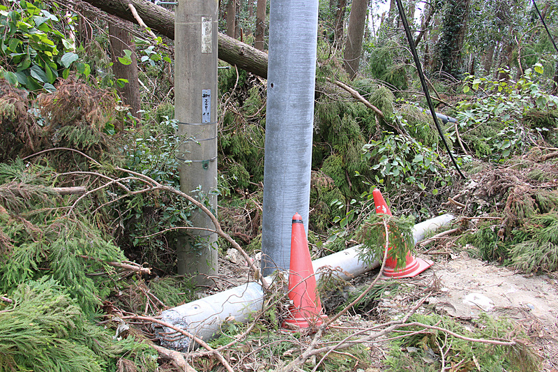 杉林脇に半分ほどの高さで折れた電柱と、すぐ横に並んで立てられた真新しい電柱があった