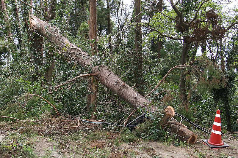 倒木の中にはNTTのロゴマークが入ったボックスとケーブルが巻き付いたものも