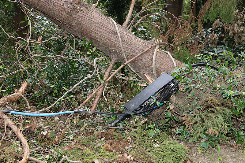 倒木の中にはNTTのロゴマークが入ったボックスとケーブルが巻き付いたものも