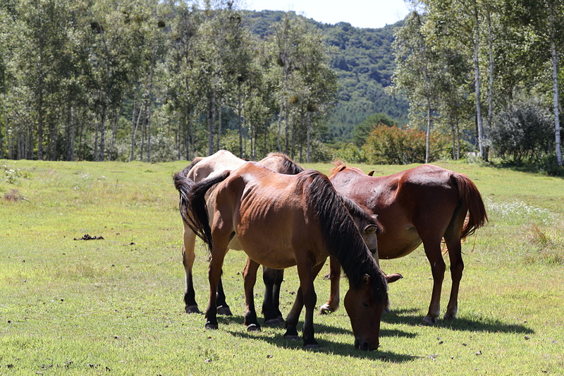 開田高原ではちょっとずんぐりとした日本古来の種である木曽馬がのんびり草を食んでいた