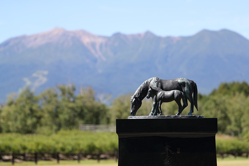 開田高原ではちょっとずんぐりとした日本古来の種である木曽馬がのんびり草を食んでいた