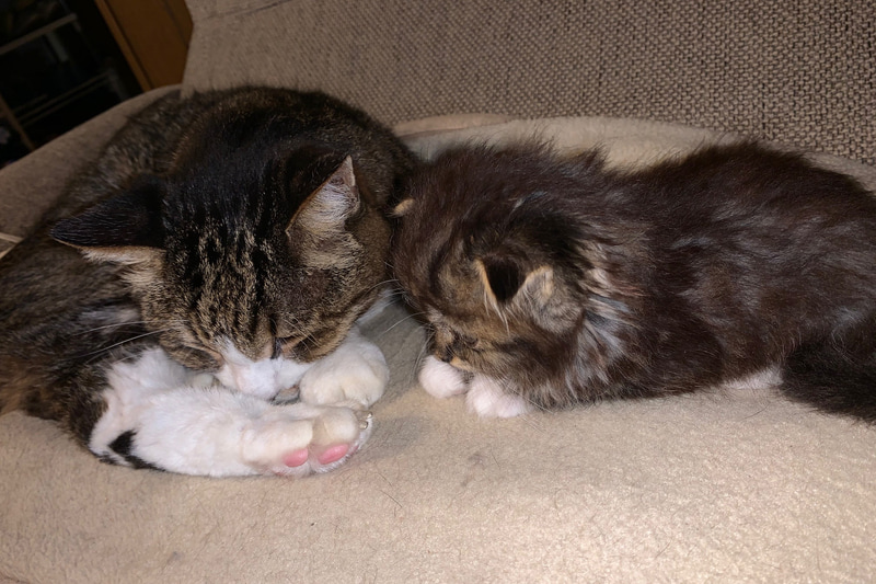 一緒に寝ているムクとサスケ